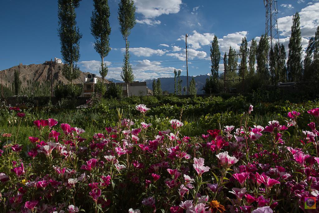 Shaolin Ladakh Hotel Leh Ngoại thất bức ảnh
